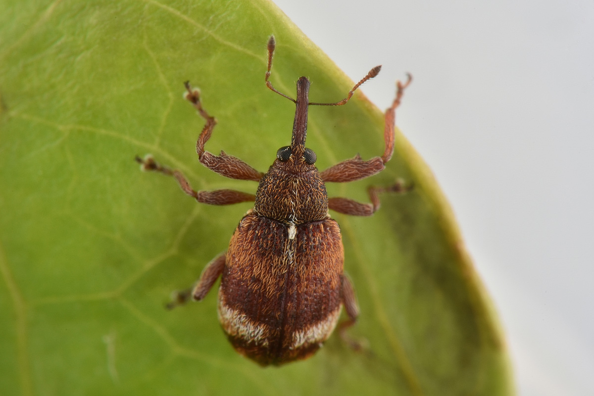 Curculionidae: Anthonomus pedicularius? Si.